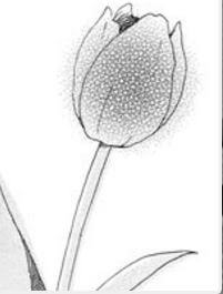 Bìa truyện Makka Na Tulip Wo Kimi Ni